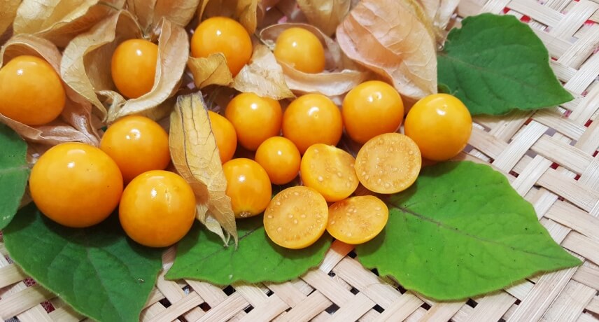 25 Fruits of Madeira Island - Physalis
